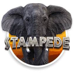 Stampede Slot